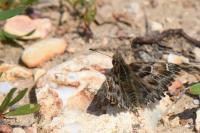 Carcharodus alceae