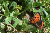 Lycaena phlaeas