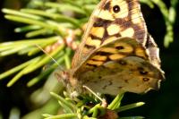 Pararge aegeria