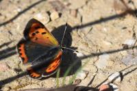Lycaena phlaeas