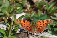 Polygonia c-album