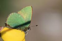 Callophrys rubi