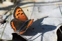 Lycaena phlaeas