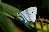 Celastrina argiolus