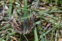 Carcharodus alceae