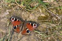 Aglais io
