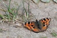 Nymphalis polychloros
