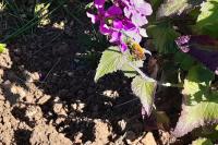 Anthocharis cardamines