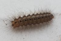 Spilosoma lubricipeda