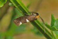 Incurvaria masculella