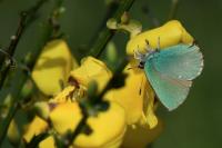 Callophrys rubi