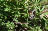 Macroglossum stellatarum