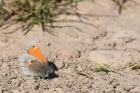 Coenonympha pamphilus
