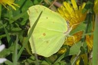 Gonepteryx rhamni