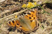 Nymphalis polychloros