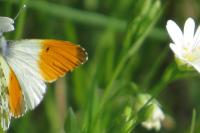 Anthocharis cardamines