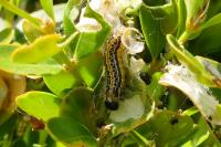 Cydalima perspectalis