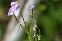 Anthocharis cardamines