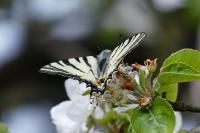 Iphiclides podalirius