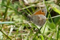 Coenonympha pamphilus