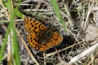 Boloria dia