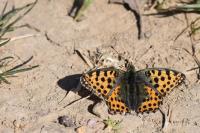 Issoria lathonia