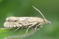 Dichrorampha plumbagana