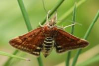 Pyrausta despicata