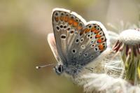 Aricia agestis