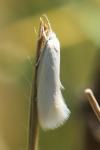 Elachista argentella