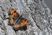 Nymphalis polychloros