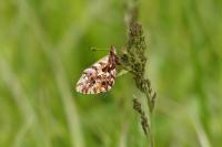 Boloria dia