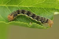 Erannis defoliaria