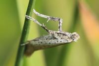 Aspilapteryx tringipennella
