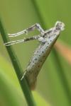 Aspilapteryx tringipennella
