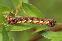 Erannis defoliaria