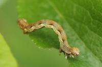 Erannis defoliaria