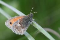 Coenonympha pamphilus