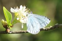 Celastrina argiolus