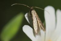 Coleophora lutarea