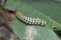 Cucullia verbasci
