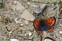 Lycaena phlaeas