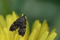 Anthophila fabriciana