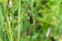 Cauchas rufimitrella