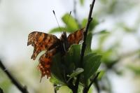 Polygonia c-album