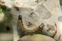 Malacosoma neustria
