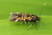 Pancalia leuwenhoekella