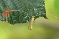 Nematopogon adansoniella