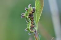 Limenitis reducta