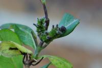 Limenitis reducta